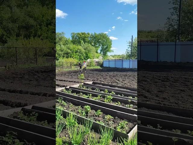 ПАРНИ САДЯТ КАРТОШКУ.