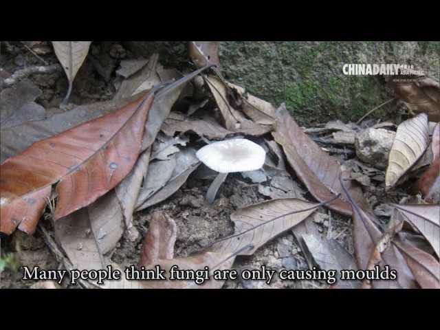 China Daily Asia Video: Know your mushrooms