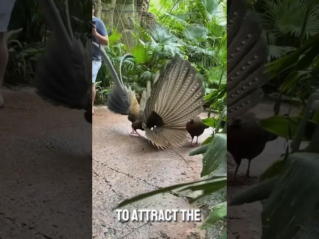 Five most beautiful peacocks in the world