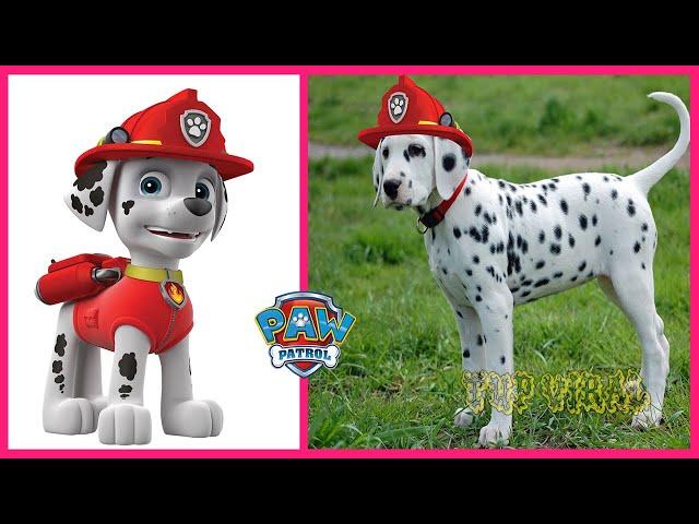 PAW PATROL Characters That Exist In Real Life @TupViral