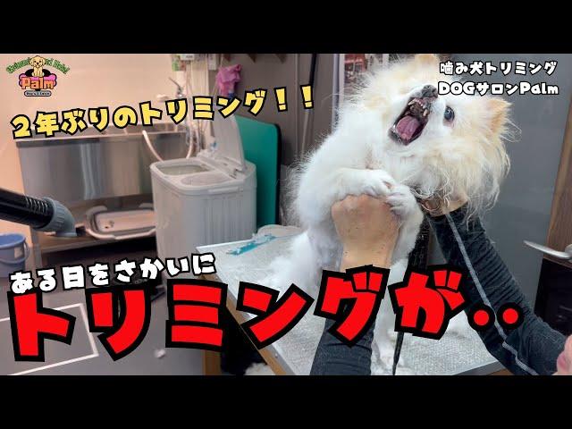 【初来店】１４歳チワワの噛み犬トリミング！！