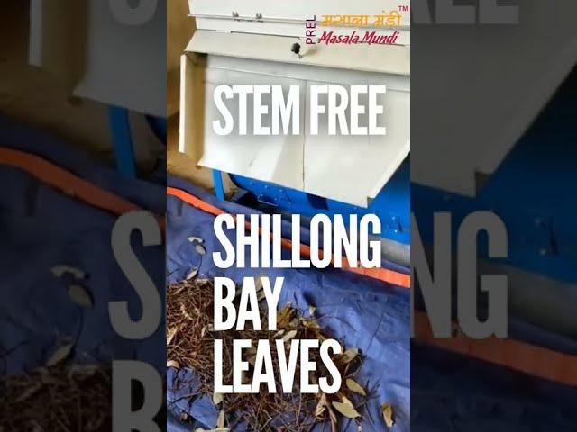 Stem Free Shillong Bay Leaves