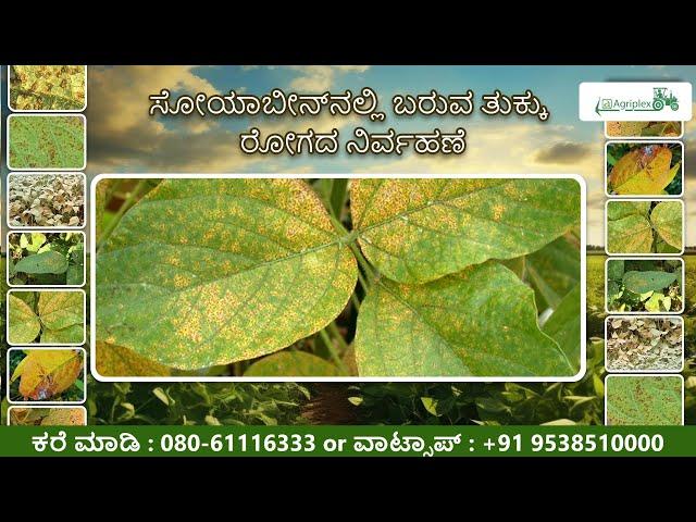 Soybean Rust Disease How to Protect Your Crop and Boost Yield #cropcare #soyabean #agriculturalyield