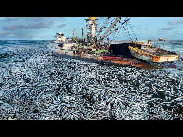 How the Japanese Use Purse Nets to Harvest Giant Mackerel - Hundreds of Tons of Fish in One Net