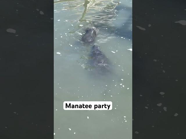 Party time lol #saltlife #floridafishing #florida #manatee