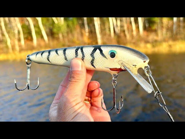 INCREDIBLE MUSKY ACTION! So Many Bites!! - The Row Boat Chronicles