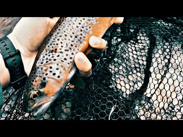 Ultra light Trout fishing with Fishband GH100 &  Tsurinoya Proflex UL