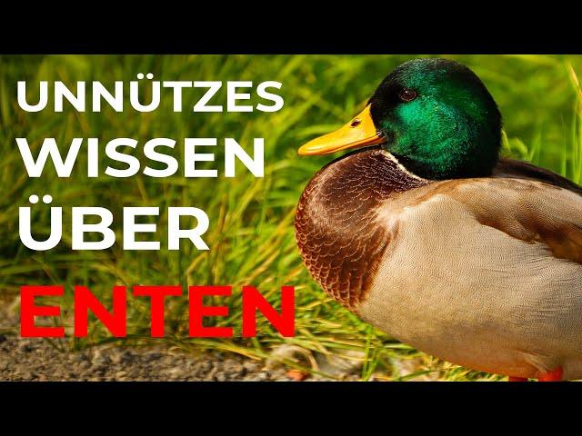 unnützes Wissen über Enten