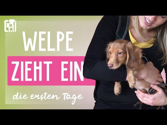 Welpe zieht ein: Dein Guide für die ersten Tage