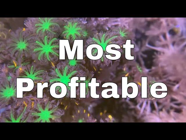 Top 5 Most Profitable Beginner Corals