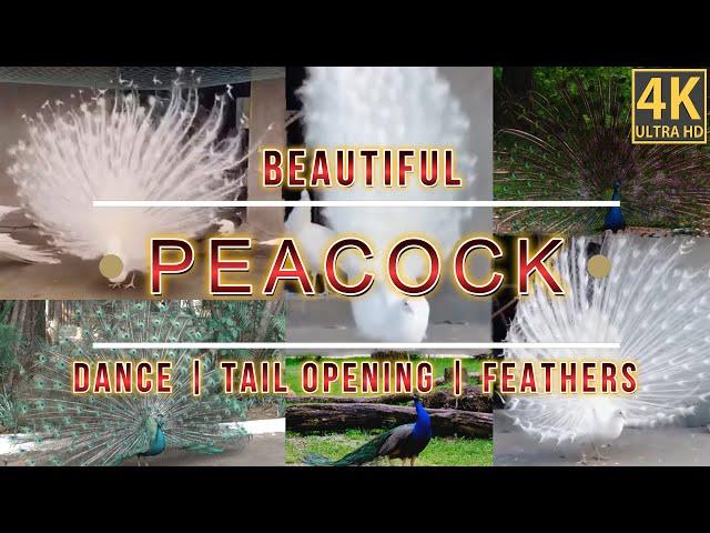 Beautiful Peacock | Peacock Tail | Peacock  Dance | Peacock Tail Opening | Peacock feathers | 4K