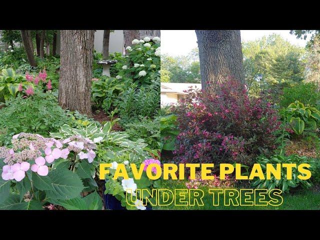 My Top 6 Plants to Grow Under Trees  best perennials to plant under trees  Minnesota garden