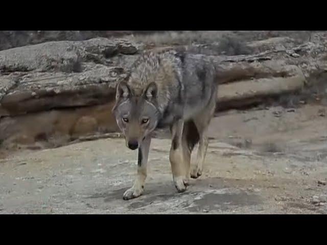 6 RED WOLVES IN TURKEY | BEAR ATTACK TO SHEPHERD