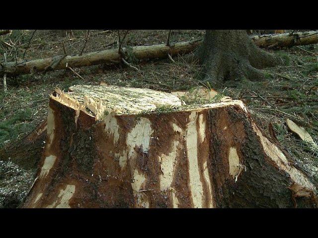 Holzmafia in Rumänien: Tödliche Gewalt und illegale Abholzung