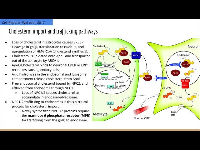The GARP Complex Mediates Cholesterol Transport via Targeting NPC2 to Lysosomes