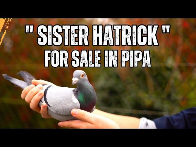 Superb Bloodline Racing Pigeon For Sale | Pipa Pigeons | Best kittel | Top Pigeons | Homing Pigeon