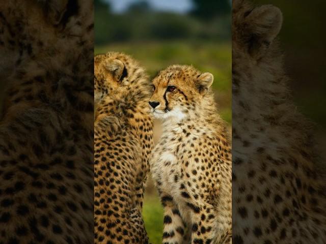 भारत में cheetah का अंत कैसे हुआ || cheetah end in India #facts #india #cheetah #forest