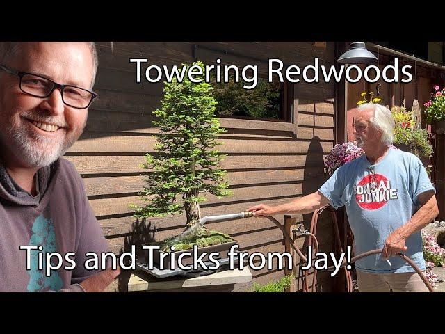 Bonsaify | Jay's Towering Redwood Bonsai