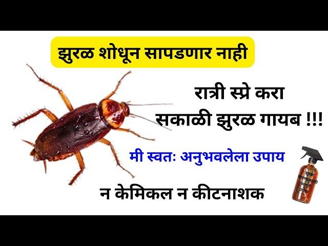 एकाच रात्रीत 100% झुरळ जाणार म्हणजे जाणार/Cockroaches ko Kaise Bhagaye/How to Get Rid of Cockroach