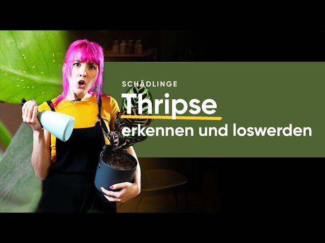 Thripse effektiv bekämpfen und loswerden: Tipps und Tricks | feey 