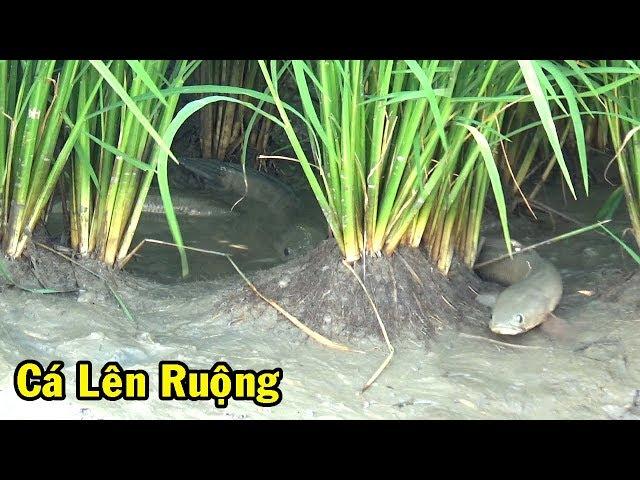 SĂN BẮT CÁ LÓC LÊN RUỘNG BẮT CÁ MIỀN TÂY ĂN TẾT XEM MÊ MẮT/CATCH FISH NGÃ NĂM TV