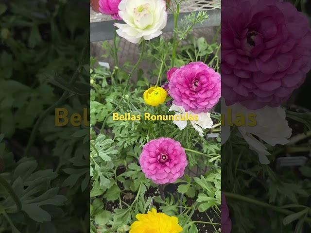 Bellas Ronunculas para tu jardín #plantas #primavera