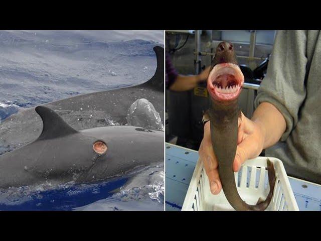 Cookiecutter Sharks: A Real Cookie Monster That Makes Shark Bite Donuts!