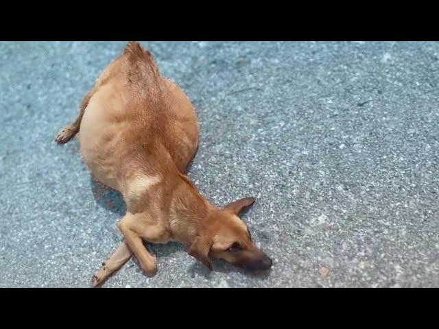 She fell down and cried in despair as she chased her owner's truck from the dump