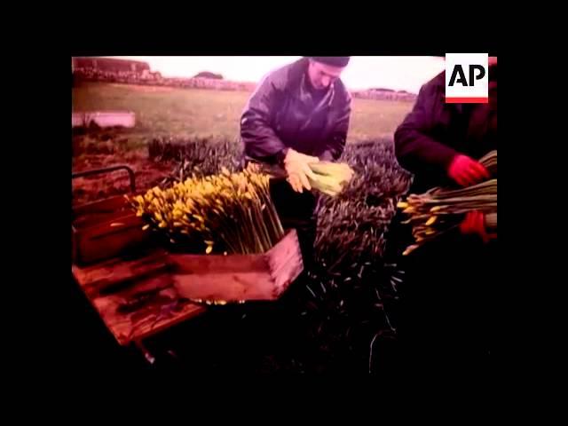 DAFFODIL HARVEST - COLOUR