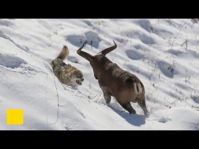 Living in the Caucasian Mountains - (Ცხოველივით) Like an Animal [FILM]