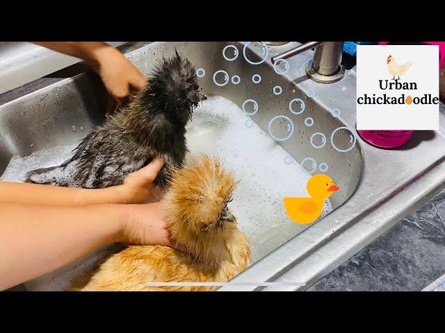 How To Give Silkie Chickens A Bath