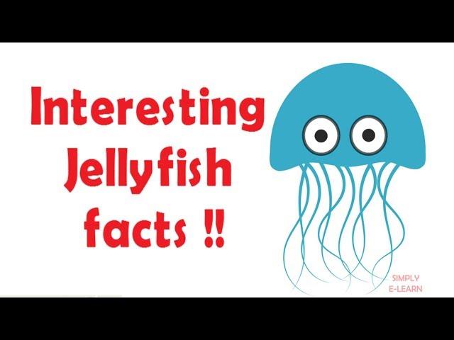 Jellyfish facts for kids - facts about jellyfish for kids - Simply E-learn Kids