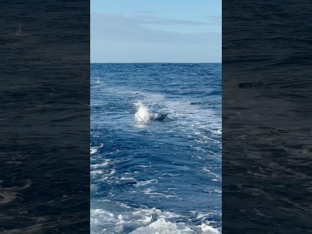 Bite ️ West Coast nz tease n switch
