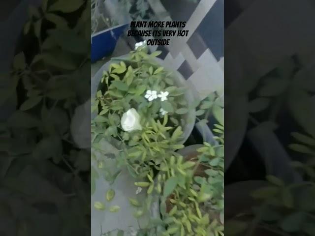 # plants #experiment #music #song #cover #postmalone #experiment #lifeisbutadream #newmusic