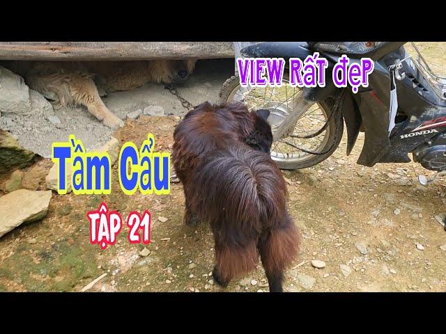 Tập 21 bac ha tv lên bản mông xa xôi nơi cuội nguồn của dòng chó bắc hà xù | #21 #tầmcẩu