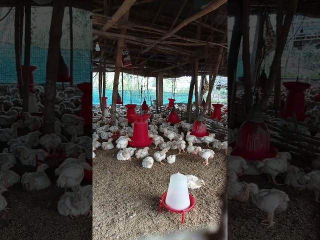 how to poultry farming ️#shorts #poultry