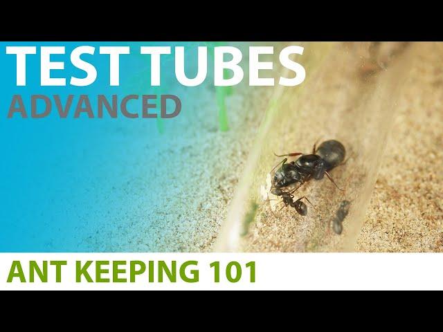 Keeping Ants in Test Tubes (Advanced Techniques) | Ant Keeping 101
