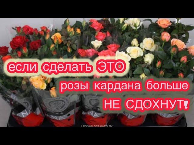 КАК ИЗ ГНИЛУШКИ СДЕЛАТЬ КРАСИВЫЕ РАСТЮШКИ. Розы кардана посадка и уход.