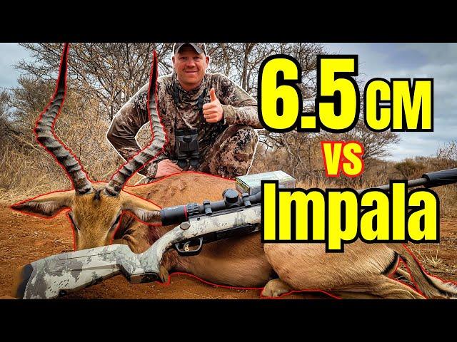 6.5 Creedmoor vs Impala [6.5cm BIG ENOUGH???] - Big Game Hunting Adventures