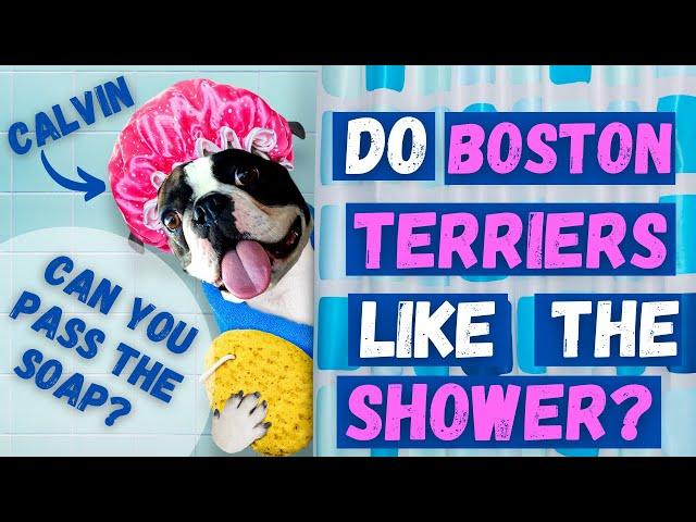 BOSTON TERRIER CALVIN LOVES TAKING a SHOWER!! 