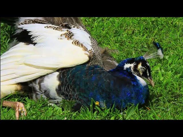 Peacocks opening feathers | peacock animal | top Pets Tv