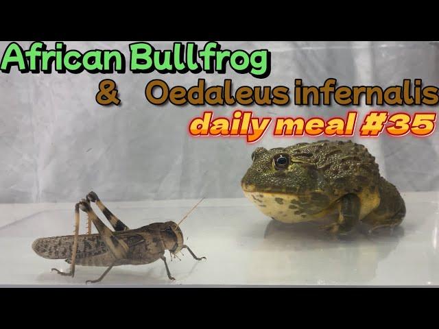 African Bullfrog daily meal #35＃4k　アフリカウシガエル 　バッタの捕食　＃カエル #アフリカウシガエル ＃africanbullfro＃バッタ#grasshopper