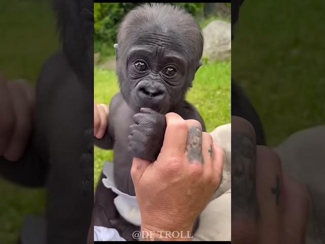 Before and After Shocking Animal Transformations!