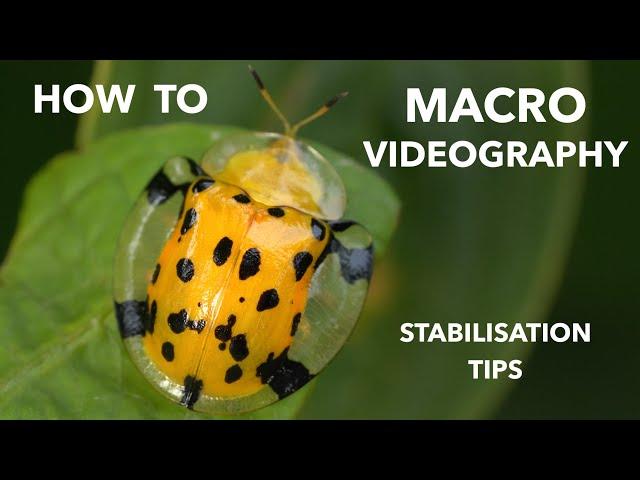 How to: macro videography (how I stabilize)