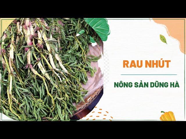 Rau nhút: Bí mật về loại rau mọc dại nhưng lại là siêu thực phẩm dưỡng sinh