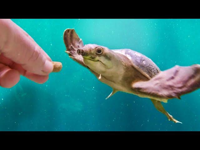 Introducing the Pig Nosed Turtle!