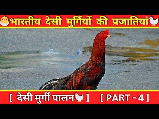 Indian Desi Chicken Breeds | Asil murgi palan, Desi Murgi Palan #asilchickens #asil #murgipaln