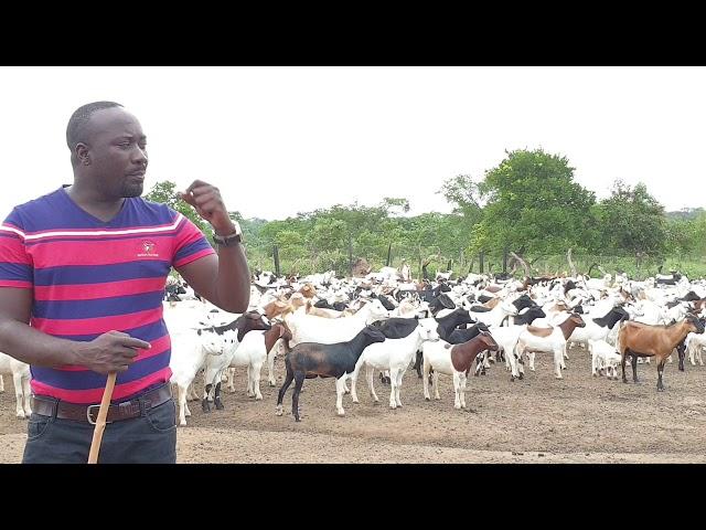 Goats multiplication is the easiest job if u put management in place