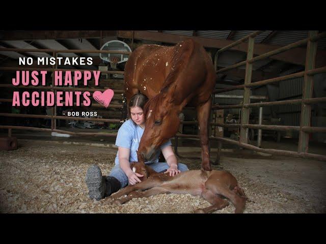 HORSE BIRTH + Baby Horse RUNS Right After Birth!!!