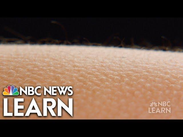 Get Healthy: Skin | NBC Learn